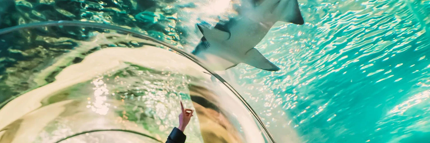 Shedd Akvaryumu Gezi Rehberi