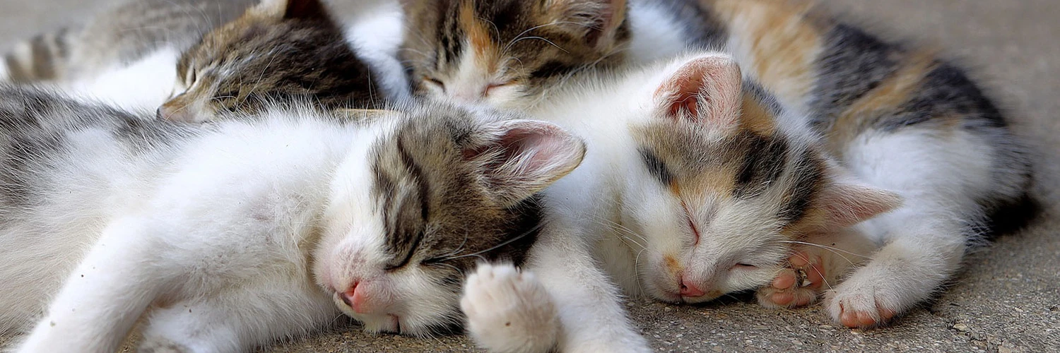 Ao Island: Japonya’da Kedi Sevenler İçin Cennet