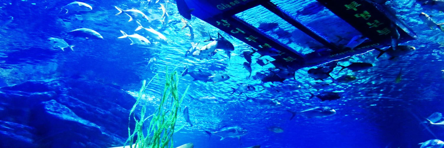 Busan’da Görülmesi Gereken: SEA LIFE Akvaryum