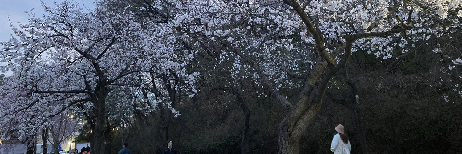 Incheon’un En Büyük Parkı: Büyük Incheon Parkı