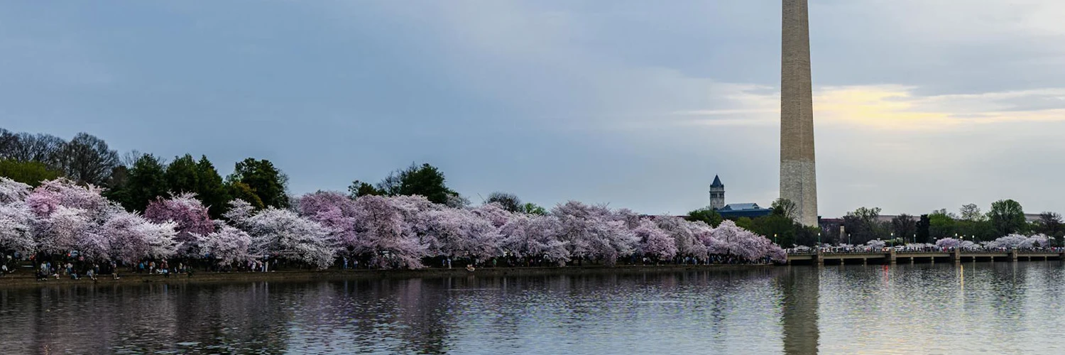 Tidal Basin’de Bahar ve Kiraz Çiçekleri Gezisi