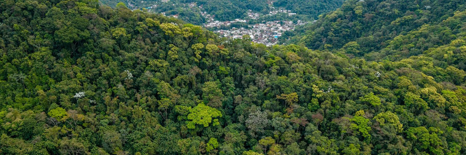 Tijuca Forest: Dünyanın En Büyük Şehir Ormanı Rio'da