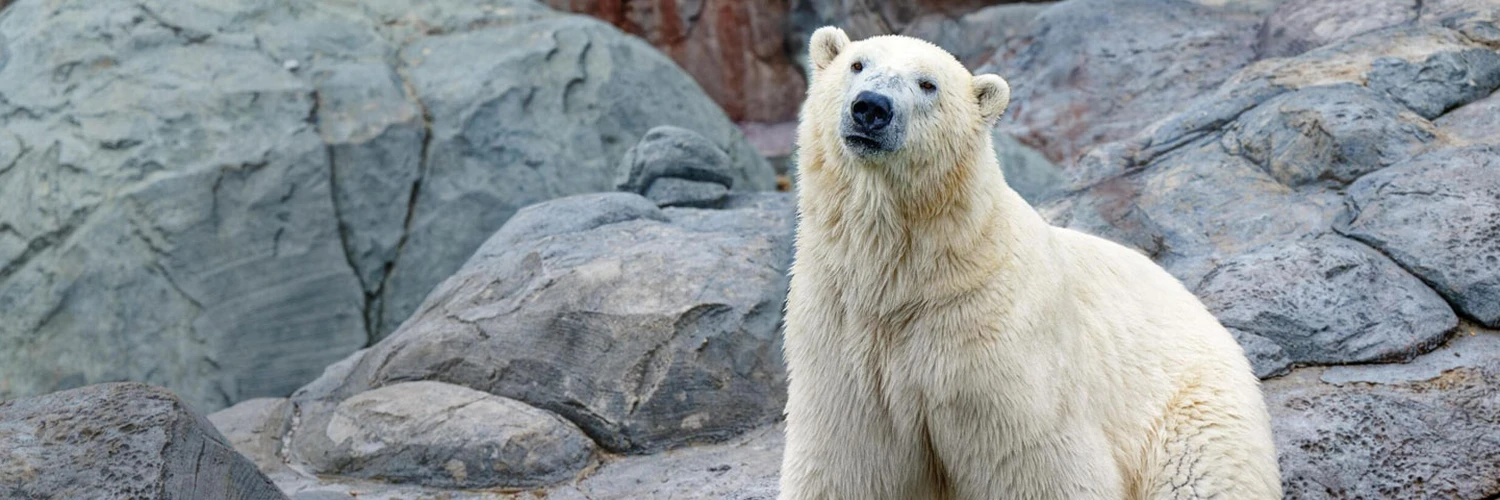 Calgary Zoo: Aileler İçin Doğa Keşfi