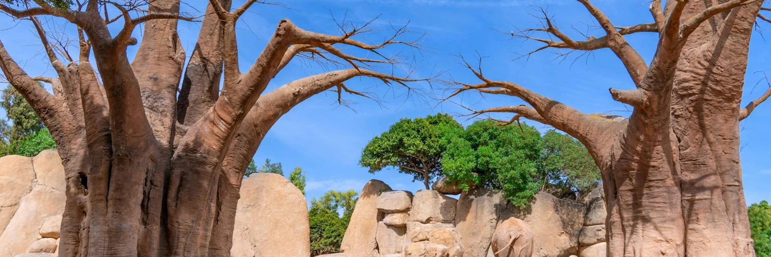 Bioparc Valencia: Afrika’yı Valencia’da Keşfedin