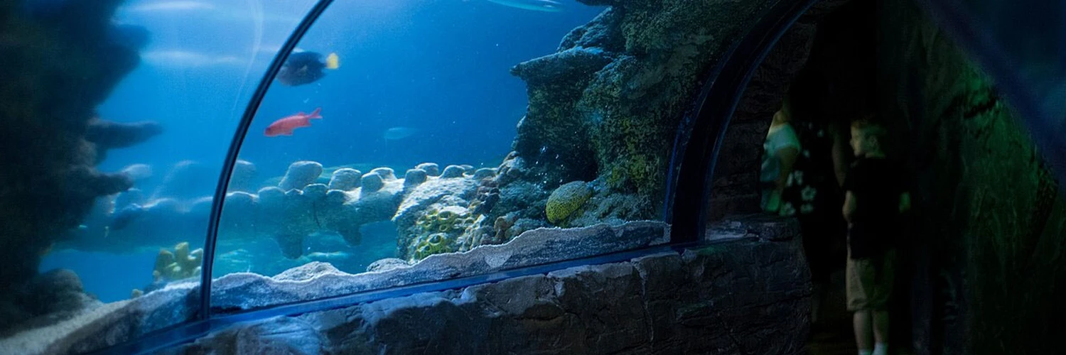 Sea Life London: Şehrin Sualtı Dünyası