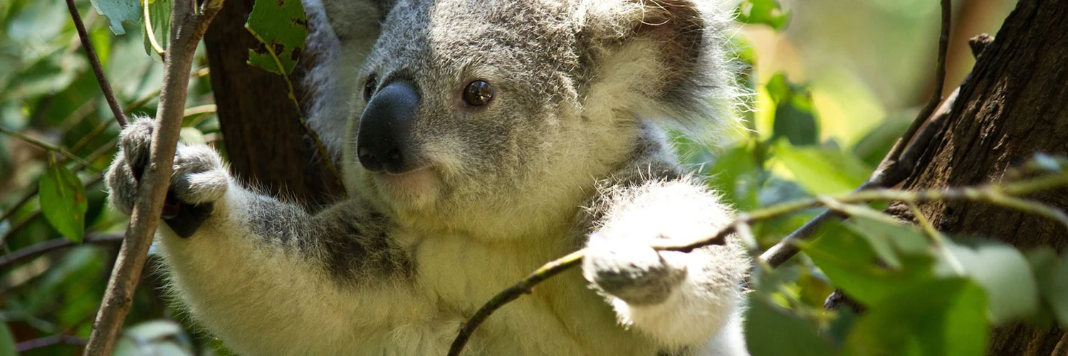 Koalalarla Buluşma: Lone Pine Sanctuary
