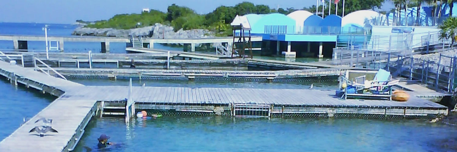 Dolphin Discovery Isla Mujeres: Eğlence ve Deneyim