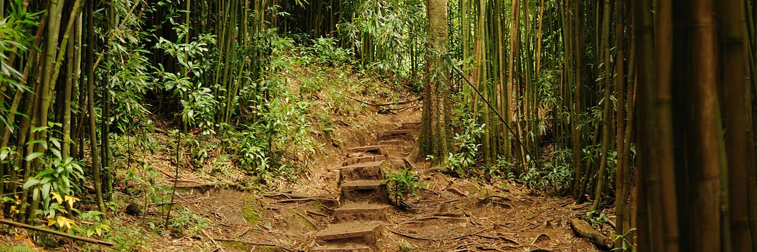 Mānoa Falls Trail: Doğa ve Manzara Keyfi