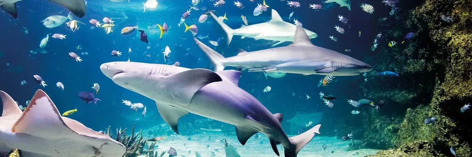 SEA LIFE Münih: Suyun Altında Büyüleyici Bir Dünya