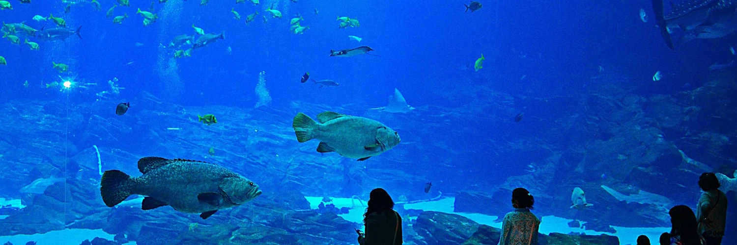 Georgia Aquarium: Balıklar, Köpekbalıkları ve Daha Fazlası