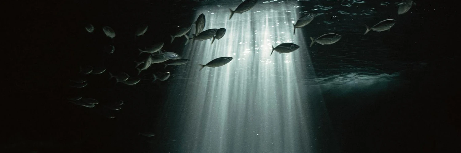 Sydney’de Deniz Dünyası: SEA LIFE Akvaryum