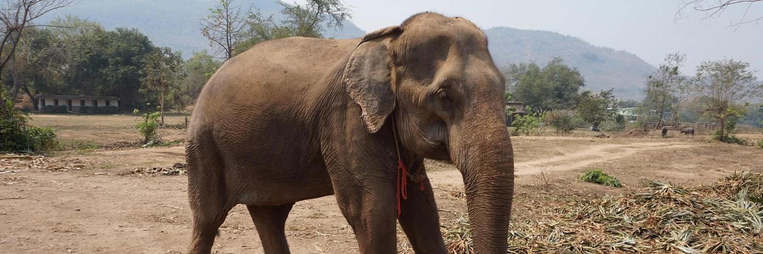 Phuket Fil Korunağı: Doğayla Etik Buluşma