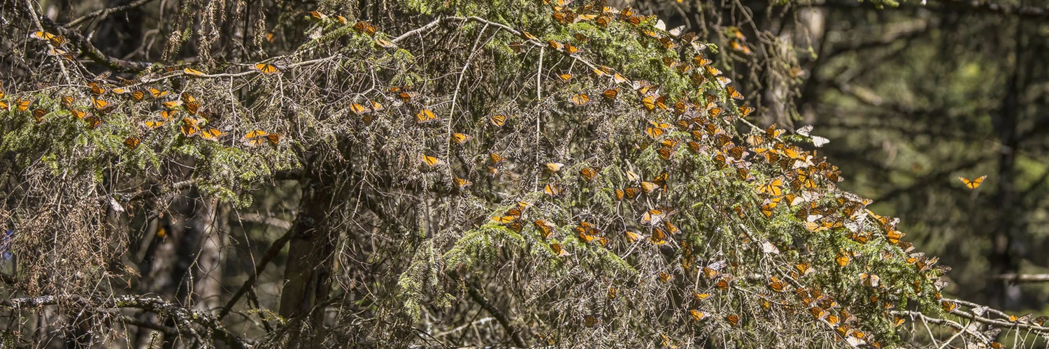 Monarch Butterfly Rezervi: Meksika’nın Doğa Harikası